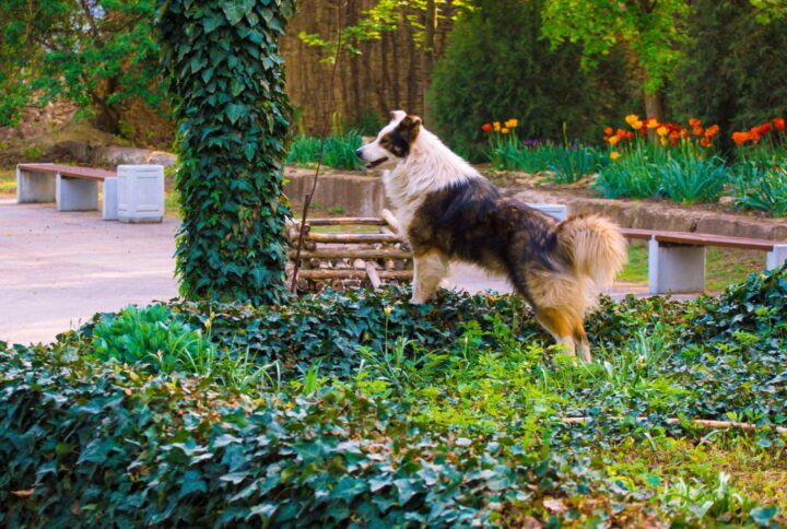 I 5 Errori da Evitare con il Cane in Estate: Guida alla Prevenzione del Colpo di Calore